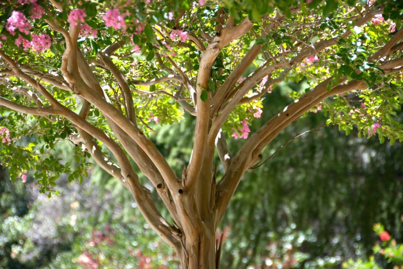 Bark Spreading