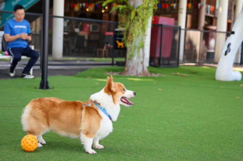 Dog Friendly Landscaping