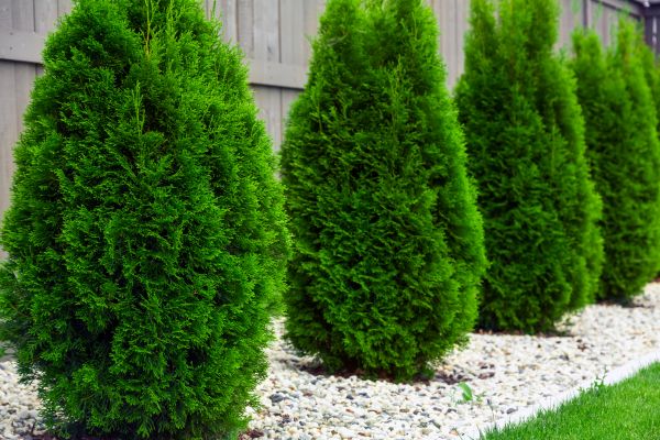 Arborvitae Planting in Federal Way