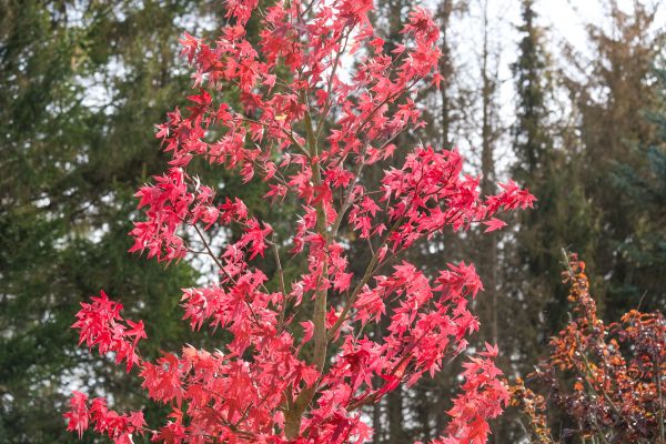 Japanese Maple Planting in Federal Way