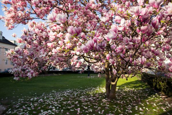 Magnolia Tree Planting in Federal Way