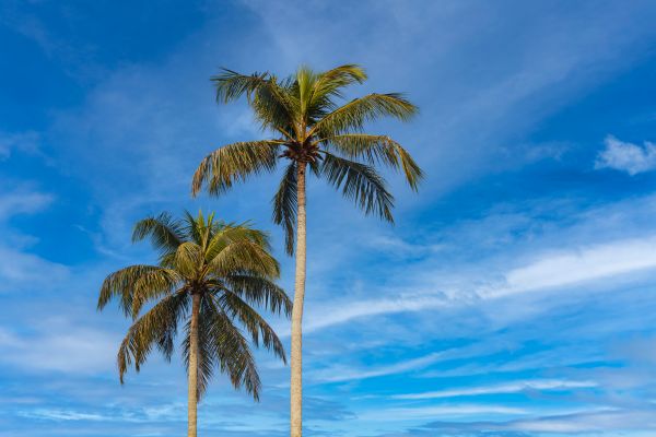 Palm Tree Planting in Federal Way