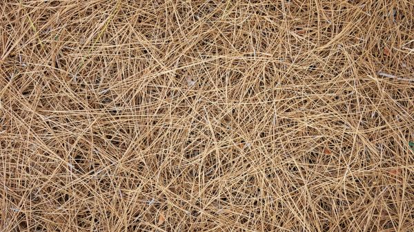 Pine Needles Delivery in Federal Way
