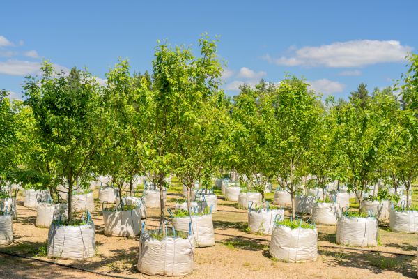 Tree Planting Service in Federal Way