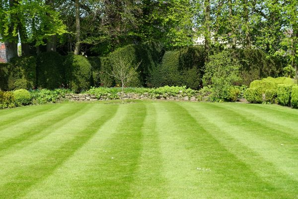Lawn Renovation in Federal Way