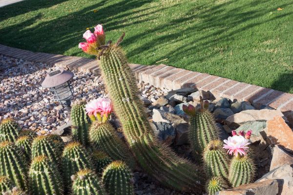 Desert Landscaping in Federal Way