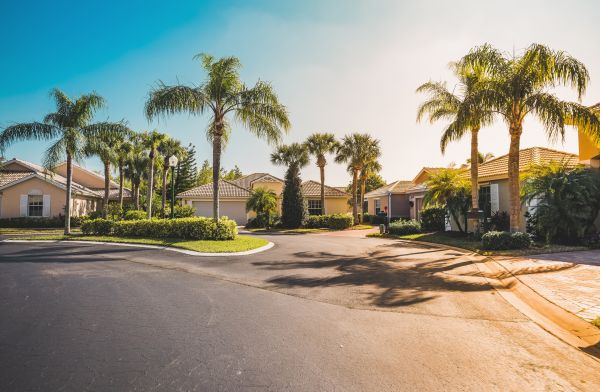 Palm Tree Landscaping in Federal Way