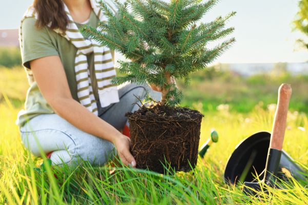 Spruce Tree Planting in Federal Way
