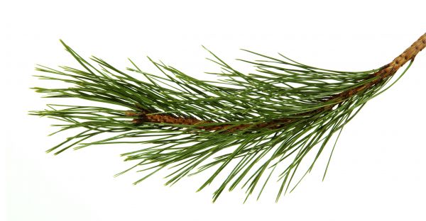 Pine Needles Installation in Federal Way