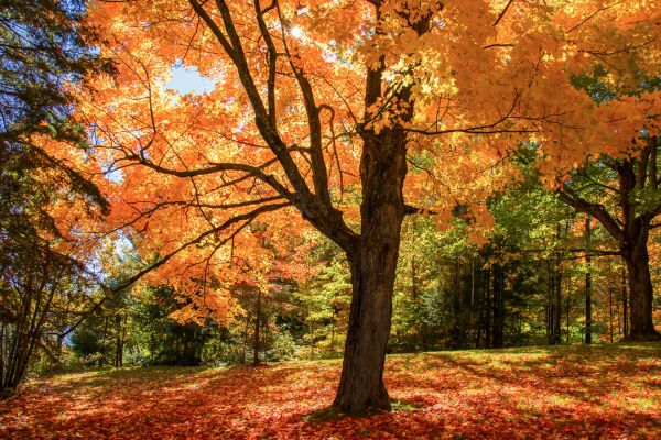 Maple Tree Planting in Federal Way