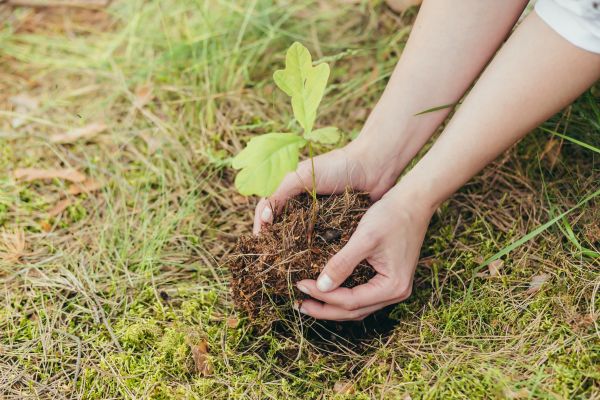 Oak Tree Planting in Federal Way