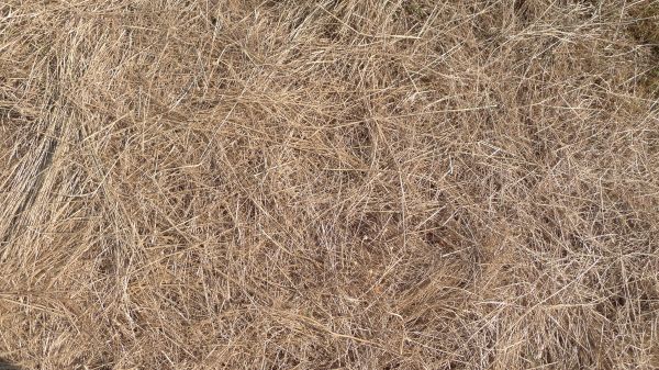 Pine Straw Replacement in Federal Way