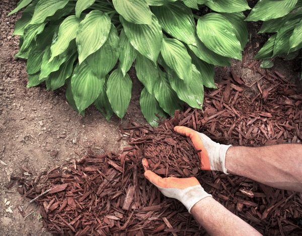 Bark Spreading in Federal Way