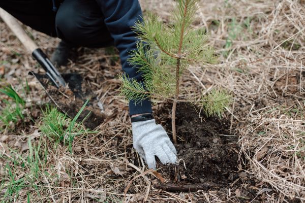Pine Tree Planting in Federal Way