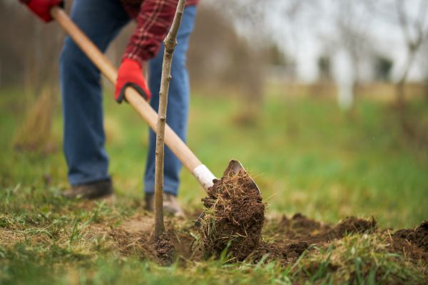 Trees Planting in Federal Way