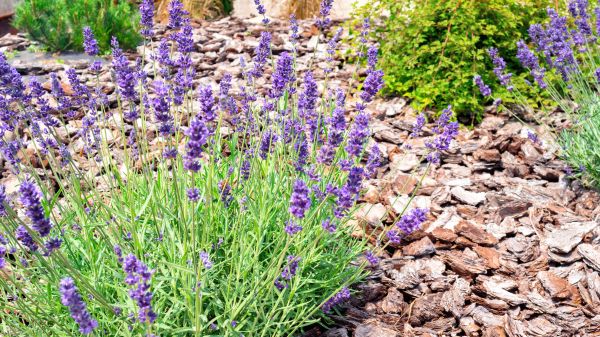 Pine Bark Landscaping in Federal Way
