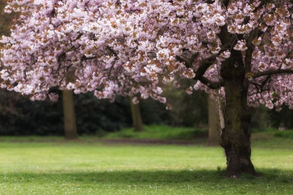 Cherry Tree Planting in Federal Way