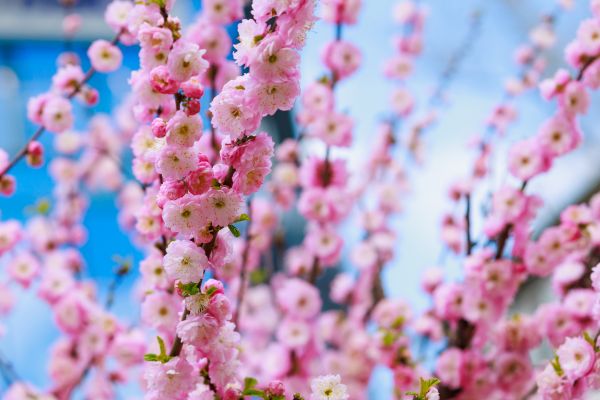 Japanese Cherry Tree Planting in Federal Way