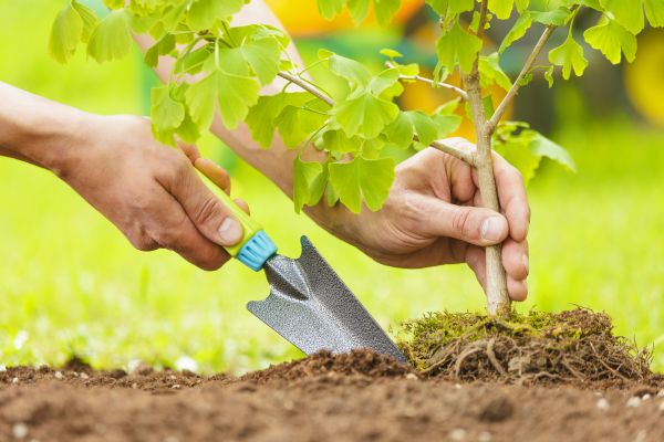 Fruit Tree Planting in Federal Way