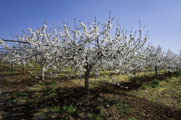 Orchard Planting in Federal Way