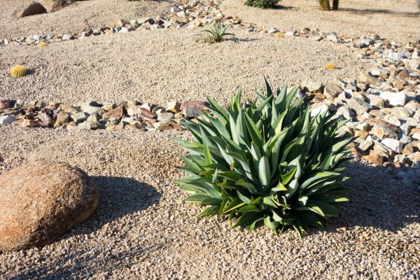 Xeriscaping Service in Federal Way
