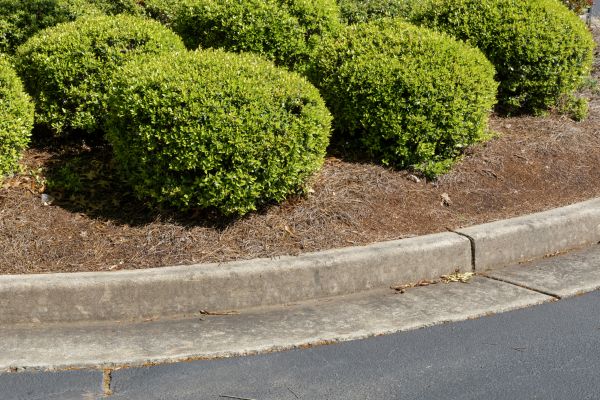 Pine Mulch Installation in Federal Way