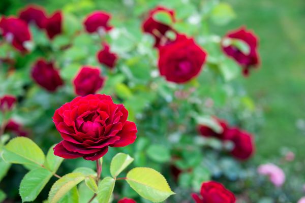 Rose Planting in Federal Way