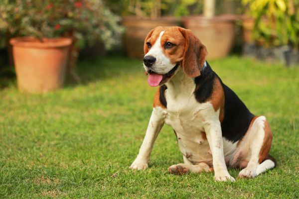 Dog Friendly Landscaping in Federal Way