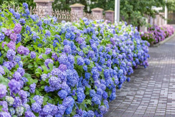 Hydrangea Landscaping in Federal Way