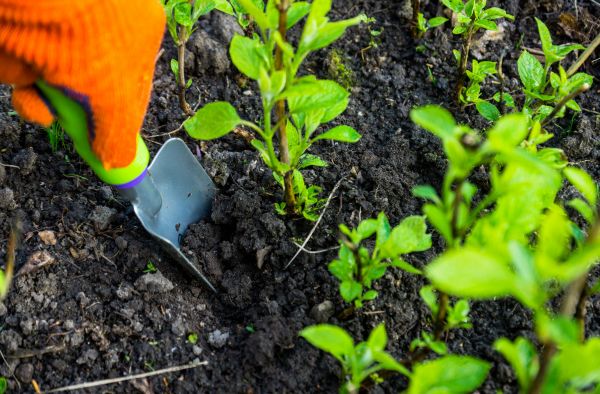 Hydrangea Planting in Federal Way