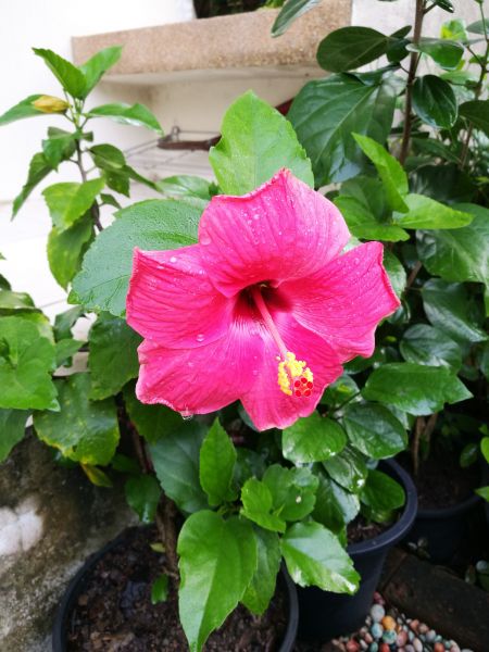 Hibiscus Planting in Federal Way