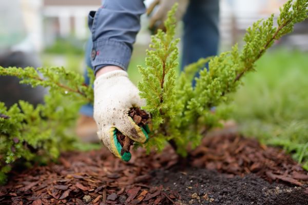 Church Mulching in Federal Way