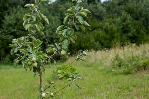 Apple Tree Planting in Federal Way