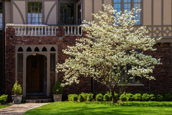Dogwood Tree Planting in Federal Way